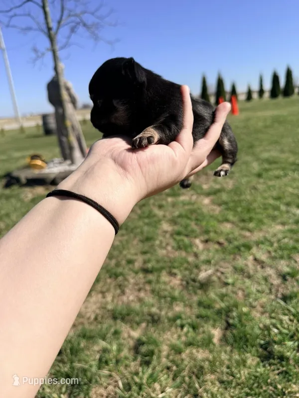 Lila  – Chihuahua puppy for sale in Laura, OH