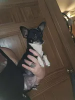 Lila , a female Chihuahua for sale in Laura, OH – Photo 5 of 6