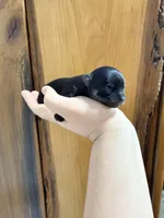 Lila , a female Chihuahua for sale in Laura, OH – Photo 1 of 6