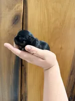 Lila , a female Chihuahua for sale in Laura, OH – Photo 3 of 6