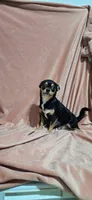 Luna , a female Chihuahua for sale in Laura, OH – Photo 6 of 6