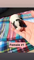 Luna , a female Chihuahua for sale in Laura, OH – Photo 3 of 6