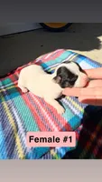 Luna , a female Chihuahua for sale in Laura, OH – Photo 1 of 6