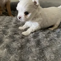 Teddy, a male Chihuahua for sale in South Weymouth, MA – Photo 3 of 7