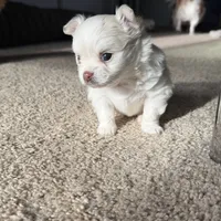 Teddy, a male Chihuahua for sale in South Weymouth, MA – Photo 6 of 7