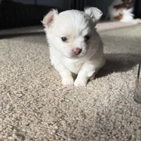 Teddy, a male Chihuahua for sale in South Weymouth, MA – Photo 5 of 7