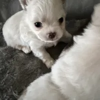 Teddy, a male Chihuahua for sale in South Weymouth, MA – Photo 4 of 7