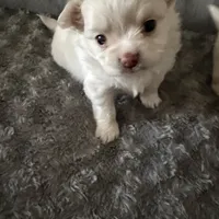 Teddy, a male Chihuahua for sale in South Weymouth, MA – Photo 1 of 7