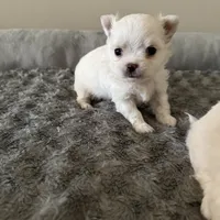 Teddy, a male Chihuahua for sale in South Weymouth, MA – Photo 7 of 7