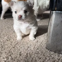 Teddy, a male Chihuahua for sale in South Weymouth, MA – Photo 2 of 7