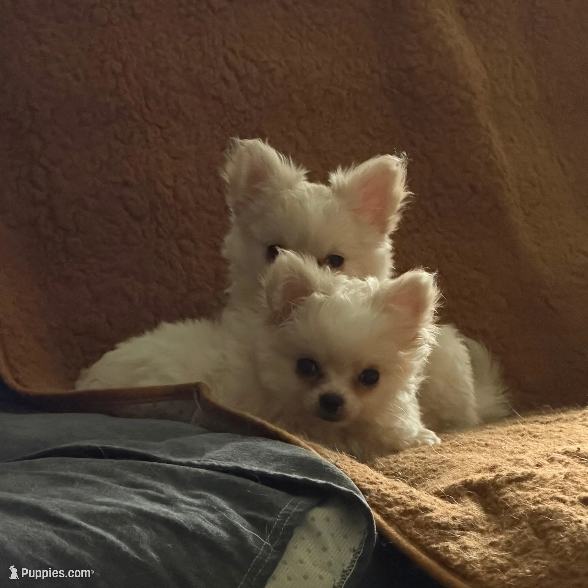 Ziggy, a male Chihuahua for sale in South Weymouth, MA – Photo 4 of 6