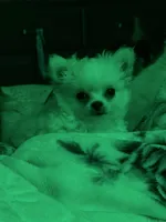 Ziggy, a male Chihuahua for sale in South Weymouth, MA – Photo 3 of 6