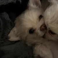 Ziggy, a male Chihuahua for sale in South Weymouth, MA – Photo 1 of 6