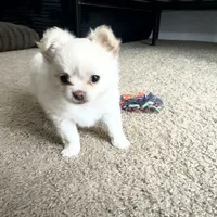 Ziggy, a male Chihuahua for sale in South Weymouth, MA – Photo 6 of 6