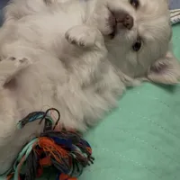 Ziggy, a male Chihuahua for sale in South Weymouth, MA – Photo 2 of 6