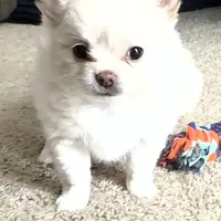 Ziggy, a male Chihuahua for sale in South Weymouth, MA – Photo 5 of 6