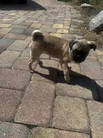 Smores, a male Pug for sale in Kissimmee, FL – 5 of 5