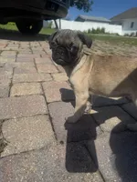 Smores, a male Pug for sale in Kissimmee, FL – 4 of 5