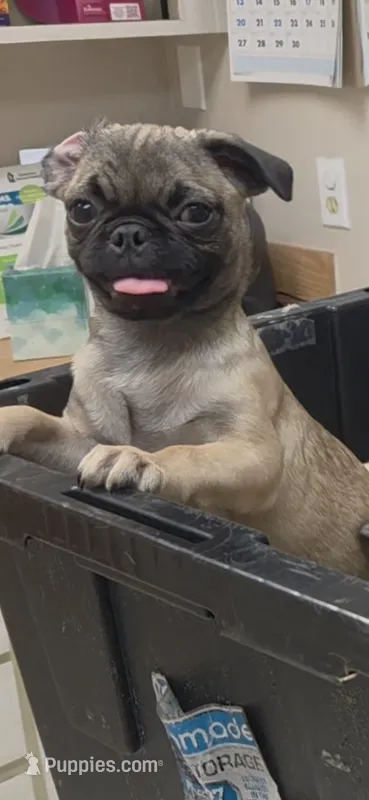 Smores – Pug puppy for sale in Kissimmee, FL