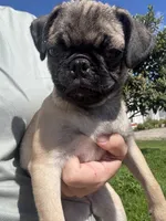 Smores, a male Pug for sale in Kissimmee, FL – 2 of 5