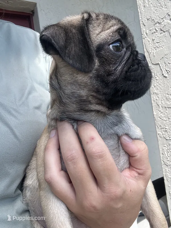 Smores – Pug puppy for sale in Kissimmee, FL
