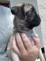 Smores, a male Pug for sale in Kissimmee, FL – 1 of 5