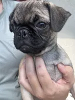 Smores, a male Pug for sale in Kissimmee, FL – 3 of 5