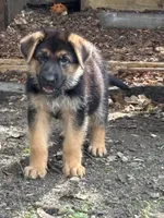 Pink girl, a female German Shepherd Dog for sale in Woodruff, SC – 3 of 7