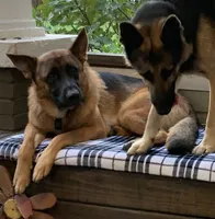 Black Puppy, a male German Shepherd Dog for sale in Woodruff, SC – 7 of 8
