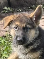 Black Puppy, a male German Shepherd Dog for sale in Woodruff, SC – 4 of 8