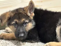 Black Puppy, a male German Shepherd Dog for sale in Woodruff, SC – 3 of 8