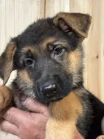 Pink girl, a female German Shepherd Dog for sale in Woodruff, SC – 2 of 7