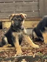 Pink girl, a female German Shepherd Dog for sale in Woodruff, SC – 5 of 7