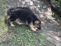 Blue puppy, a male German Shepherd Dog for sale in Woodruff, SC – 3 of 7