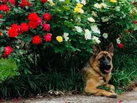 Blue puppy, a male German Shepherd Dog for sale in Woodruff, SC – 5 of 7