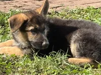 Black Puppy, a male German Shepherd Dog for sale in Woodruff, SC – 5 of 8