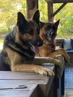 Black Puppy, a male German Shepherd Dog for sale in Woodruff, SC – 8 of 8