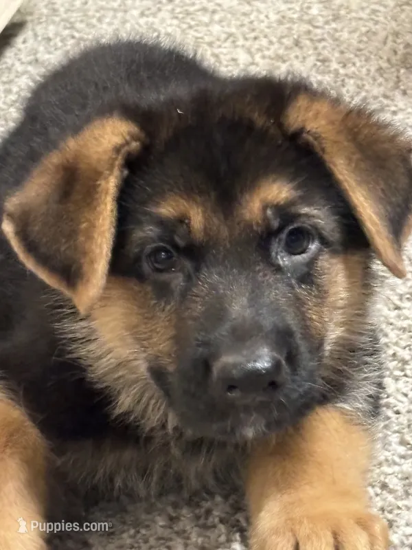 Blue puppy – German Shepherd Dog puppy for sale in Woodruff, SC