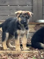 Pink girl, a female German Shepherd Dog for sale in Woodruff, SC – 1 of 7