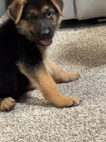 Blue puppy, a male German Shepherd Dog for sale in Woodruff, SC – 2 of 7