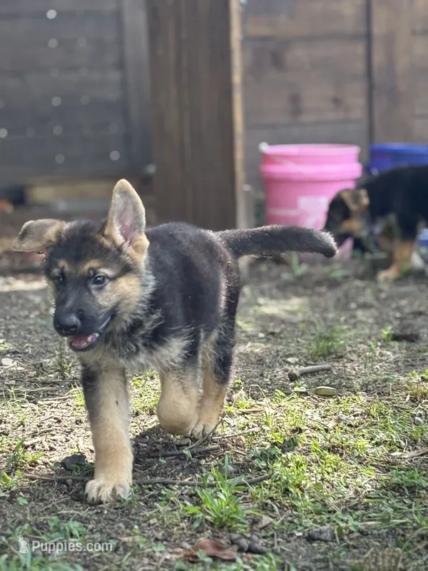 Black Puppy – German Shepherd Dog puppy for sale in Woodruff, SC