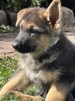 Black Puppy, a male German Shepherd Dog for sale in Woodruff, SC – 2 of 8