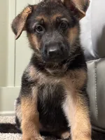 Pink girl, a female German Shepherd Dog for sale in Woodruff, SC – 4 of 7