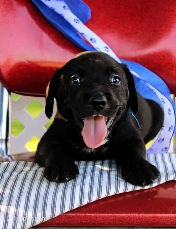 Blue Collar – Labrador Retriever puppy for sale in Greenville, KY