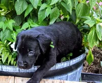 Green Collar, a male Labrador Retriever for sale in Greenville, KY – 2 of 3
