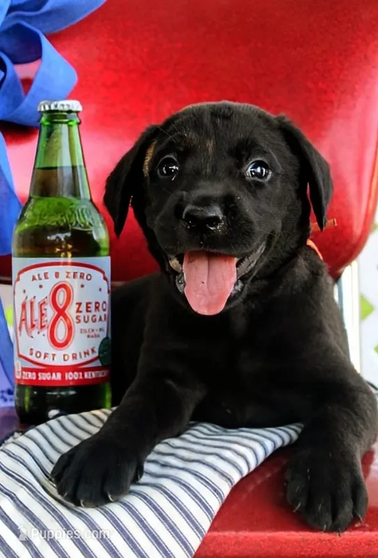 Orange Collar – Labrador Retriever puppy for sale in Greenville, KY