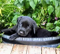 Green Collar, a male Labrador Retriever for sale in Greenville, KY – 1 of 3