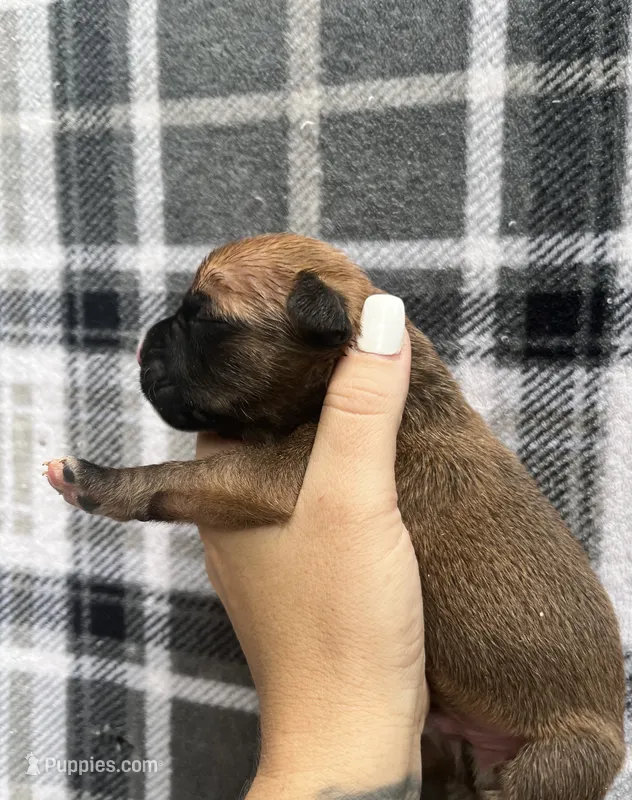 Cutie – Boxer puppy for sale in Talcott, WV