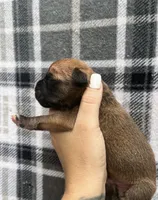 Cutie, a male Boxer for sale in Talcott, WV – 1 of 1