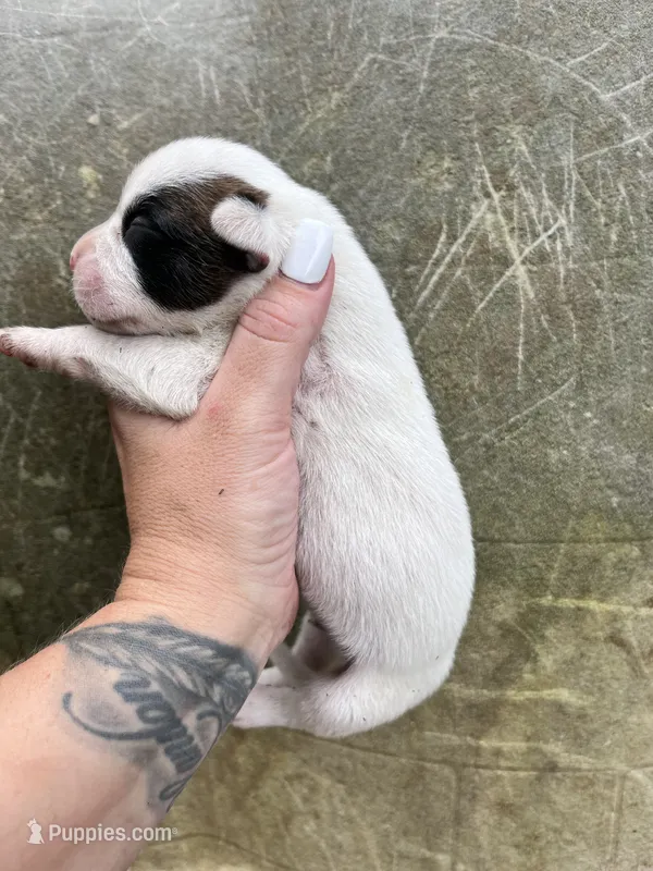 B – Boxer puppy for sale in Talcott, WV